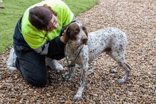 ASTON, Hund, Bracke/Pointer in Spanien - Bild 8