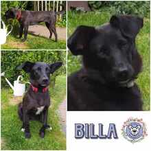 BILLA, Hund, Mischlingshund in Calw - Bild 1