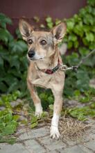 FRANCIS, Hund, Mischling in Ukraine - Bild 1