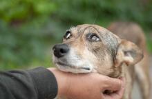 FRANCIS, Hund, Mischling in Ukraine - Bild 2