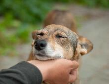 FRANCIS, Hund, Mischling in Ukraine - Bild 3