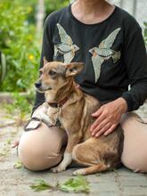 FRANCIS, Hund, Mischling in Ukraine - Bild 4