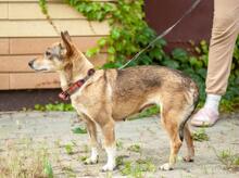 FRANCIS, Hund, Mischling in Ukraine - Bild 5