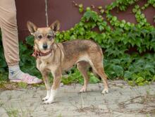 FRANCIS, Hund, Mischling in Ukraine - Bild 6