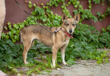 FRANCIS, Hund, Mischling in Ukraine - Bild 7