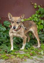 FRANCIS, Hund, Mischling in Ukraine - Bild 8