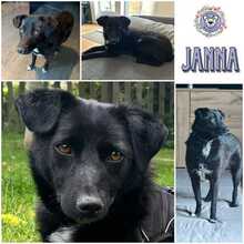 JANNA, Hund, Mischlingshund in Uetze - Bild 1
