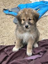 MANNY, Hund, Hütehund-Mix in Italien - Bild 1