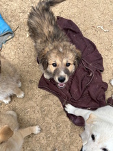 MANNY, Hund, Hütehund-Mix in Italien - Bild 2