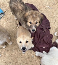 MANNY, Hund, Hütehund-Mix in Italien - Bild 3