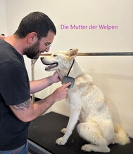 MANNY, Hund, Hütehund-Mix in Italien - Bild 4