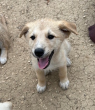 LANA, Hund, Hütehund-Mix in Italien - Bild 1