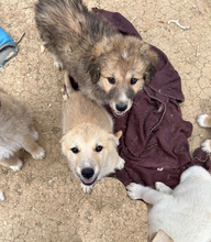 LANA, Hund, Hütehund-Mix in Italien - Bild 2