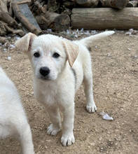 FINN, Hund, Hütehund-Mix in Italien - Bild 1