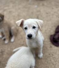FINN, Hund, Hütehund-Mix in Italien - Bild 2