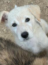 FINN, Hund, Hütehund-Mix in Italien - Bild 3