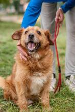 BRUNO, Hund, Mischlingshund in Ukraine - Bild 1