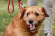 BRUNO, Hund, Mischlingshund in Ukraine - Bild 2