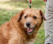 BRUNO, Hund, Mischlingshund in Ukraine - Bild 3