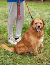 BRUNO, Hund, Mischlingshund in Ukraine - Bild 4