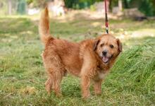 BRUNO, Hund, Mischlingshund in Ukraine - Bild 5