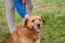 BRUNO, Hund, Mischlingshund in Ukraine - Bild 7