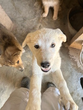 CARLO, Hund, Hütehund-Mix in Italien - Bild 2