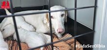 MAMMINA, Hund, Mischlingshund in Italien - Bild 1