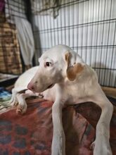 MAMMINA, Hund, Mischlingshund in Italien - Bild 3