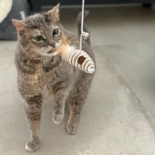 SALLY, Katze, Europäisch Kurzhaar in Spanien - Bild 2