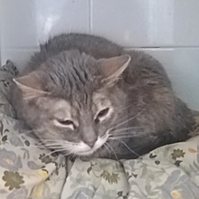 SALLY, Katze, Europäisch Kurzhaar in Spanien - Bild 3