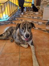 LEO, Hund, Mastin Español in Spanien - Bild 1