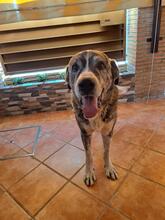 LEO, Hund, Mastin Español in Spanien - Bild 2