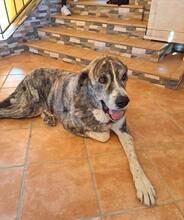 LEO, Hund, Mastin Español in Spanien - Bild 3