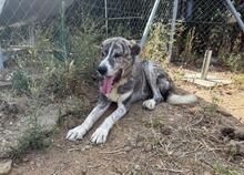 LEO, Hund, Mastin Español in Spanien - Bild 4