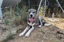 LEO, Hund, Mastin Español in Spanien - Bild 5