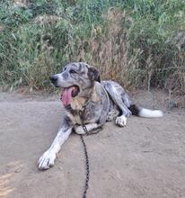 LEO, Hund, Mastin Español in Spanien - Bild 6