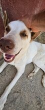 TURRON, Hund, Mischlingshund in Spanien - Bild 1