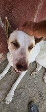 TURRON, Hund, Mischlingshund in Spanien - Bild 2