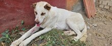 TURRON, Hund, Mischlingshund in Spanien - Bild 3