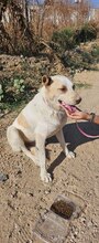 TURRON, Hund, Mischlingshund in Spanien - Bild 4