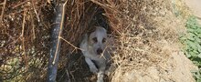 TURRON, Hund, Mischlingshund in Spanien - Bild 5