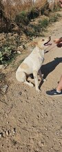 TURRON, Hund, Mischlingshund in Spanien - Bild 6