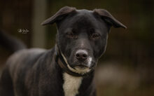 FREDDI, Hund, Mischlingshund in Geldern - Bild 1