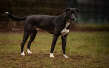 FREDDI, Hund, Mischlingshund in Geldern - Bild 2