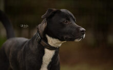 FREDDI, Hund, Mischlingshund in Geldern - Bild 3