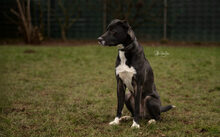 FREDDI, Hund, Mischlingshund in Geldern - Bild 4
