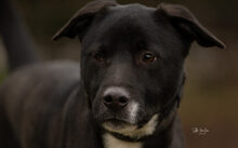 FREDDI, Hund, Mischlingshund in Geldern - Bild 5