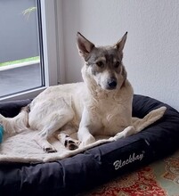 FENJA, Hund, Deutscher Schäferhund in Marktheidenfeld