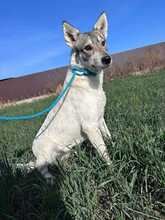 FENJA, Hund, Mischlingshund in Melle - Bild 1